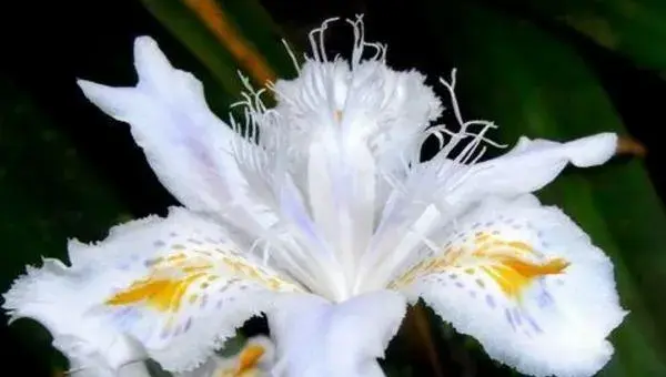 蝴蝶花怎么养 蝴蝶花种植方法与注意事项