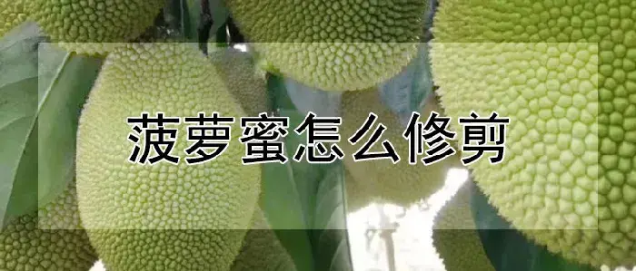 菠萝蜜怎么修剪