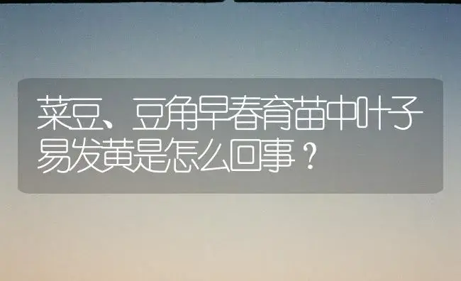 菜豆、豆角早春育苗中叶子易发黄是怎么回事？ | 植物百科