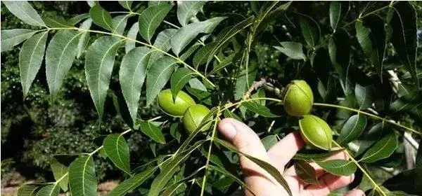 碧根果种植条件 碧根果适合种植地区