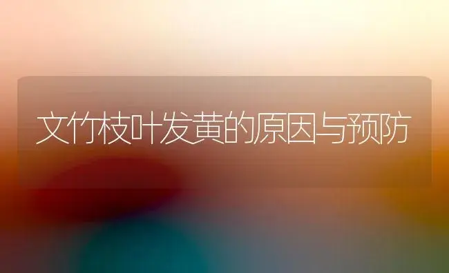 文竹枝叶发黄的原因与预防（图） | 植物知识