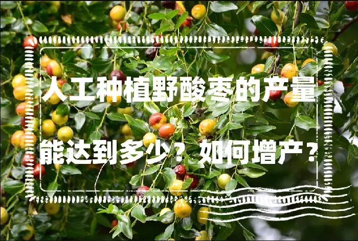 人工种植野酸枣的产量能达到多少？如何增产？