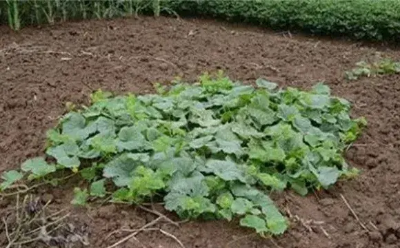 西瓜空秧原因及预防方法