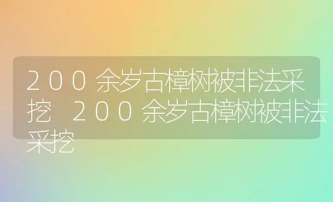 200余岁古樟树被非法采挖 200余岁古樟树被非法采挖 | 植物知识