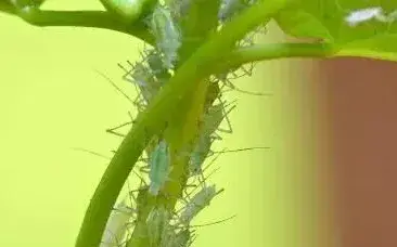 甲氨基阿维菌素苯甲酸盐中毒急救措施