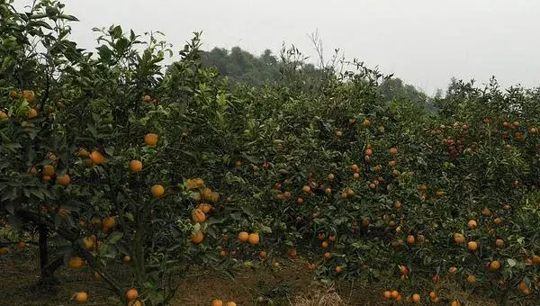 血橙怎么种 血橙种植技术与注意事项