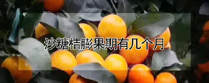 沙糖桔膨果期有几个月