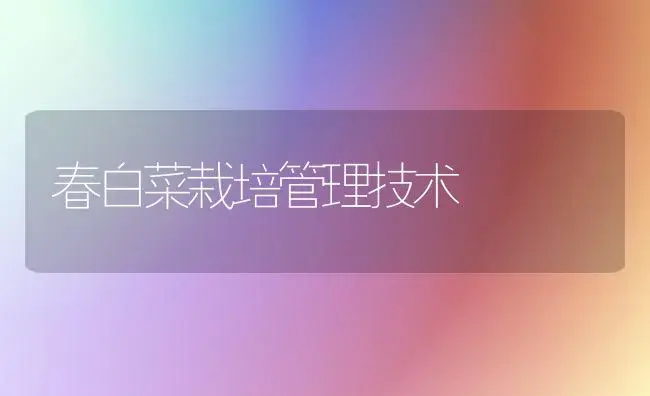春白菜栽培管理技术 | 植物百科