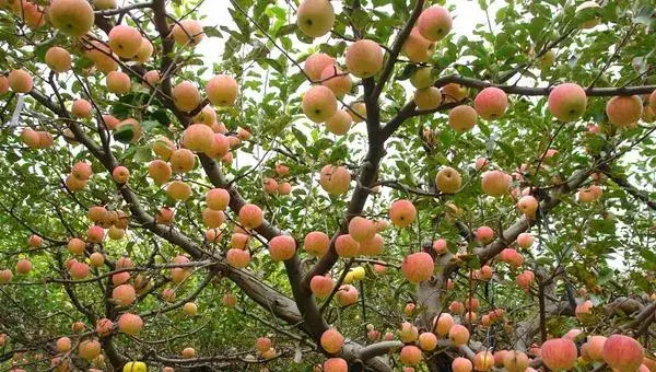 2018种苹果赚钱吗？苹果种植的利润与投资成本及前景预测