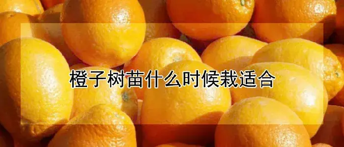 橙子树苗什么时候栽适合