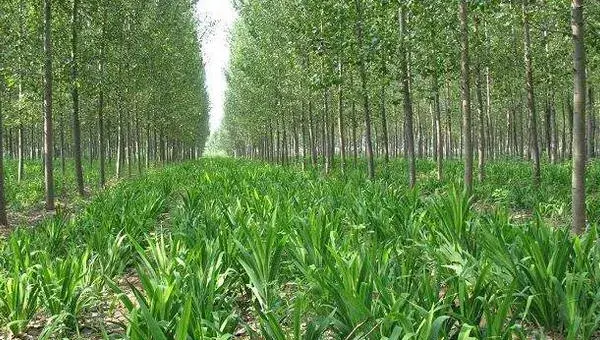 知母种植技术 知母的种植时间