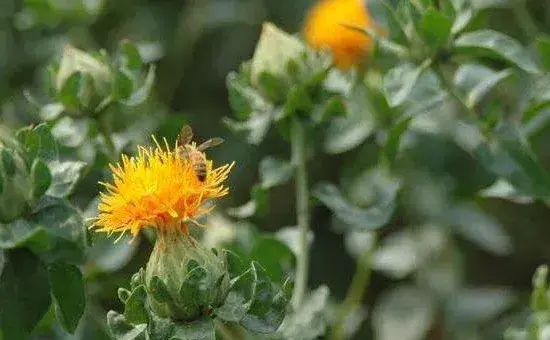 红花种植技术，整个生长期间需注意防治蚜虫