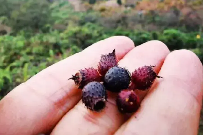 地菍是什么植物的果实？其种植价值是什么？