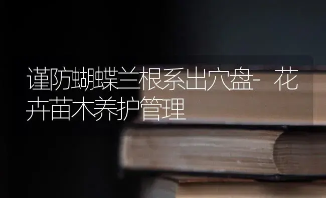 谨防蝴蝶兰根系出穴盘-花卉苗木养护管理 | 植物科普