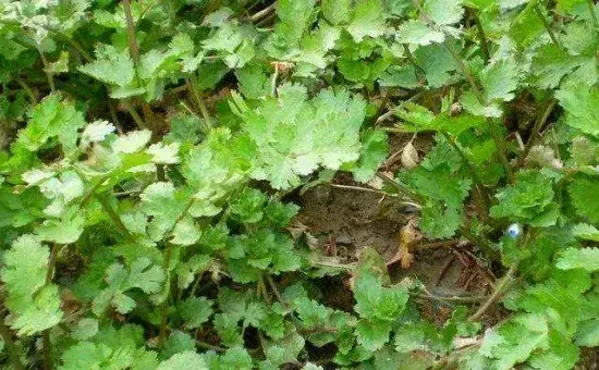 香菜死苗烂根怎么办