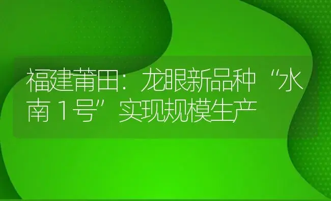 福建莆田：龙眼新品种“水南１号”实现规模生产 | 植物百科