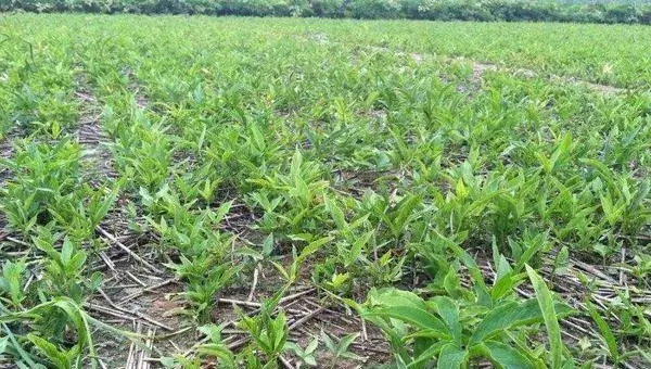 半夏种植时间及高产栽培技术  半夏的生存环境