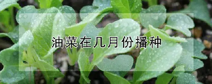 油菜在几月份播种