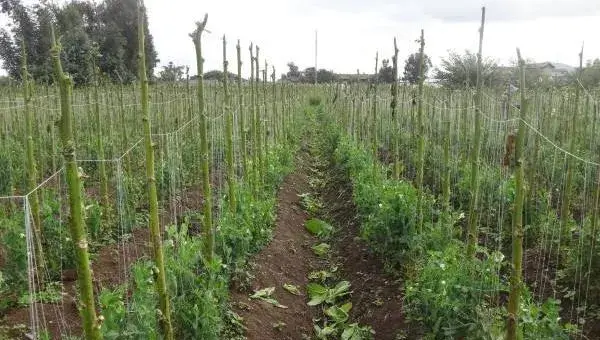 豌豆怎么种 豌豆种植技术与注意事项