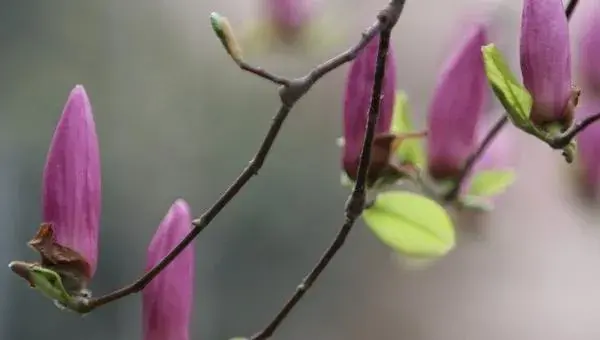 紫玉兰怎么种 紫玉兰种植方法与注意事项