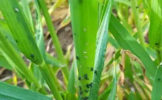 小麦吸浆虫用什么药，分别介绍蛹期和成虫期的防治方法