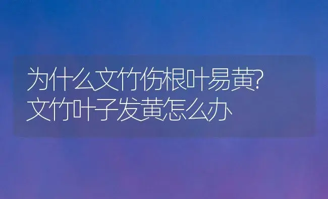 为什么文竹伤根叶易黄? 文竹叶子发黄怎么办 | 植物科普