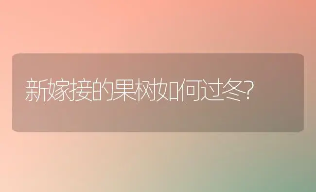 新嫁接的果树如何过冬? | 植物科普