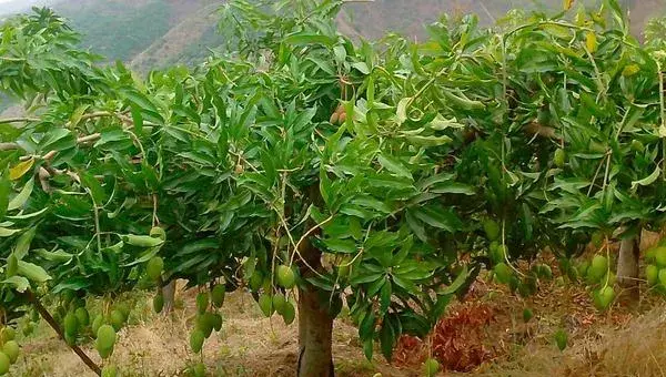 芒果树苗怎么种植（含详细种植技术）