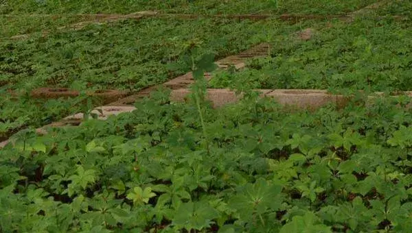 重楼的种植时间 重楼几年可以收获