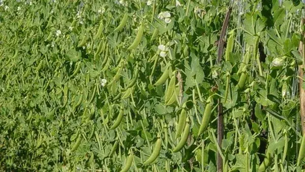 豌豆怎么种 豌豆种植技术与注意事项