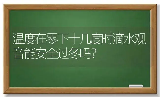 温度在零下十几度时滴水观音能安全过冬吗？ | 植物问答