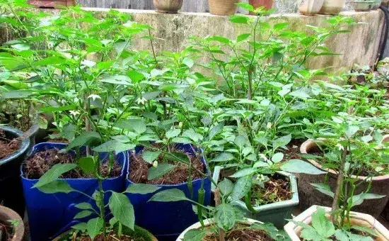 盆栽茄子怎么种植方法