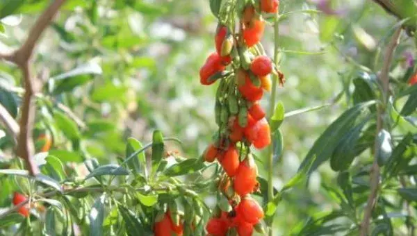 宁夏枸杞种植技术