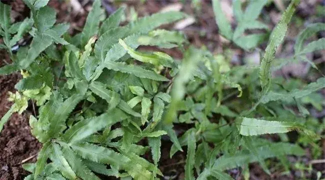 凤尾草栽培技术介绍