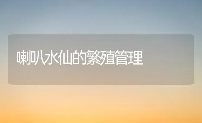 喇叭水仙的繁殖管理 | 植物知识