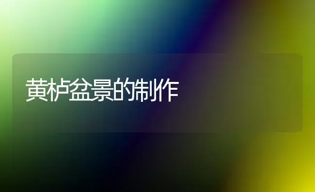 黄栌盆景的制作 | 植物科普
