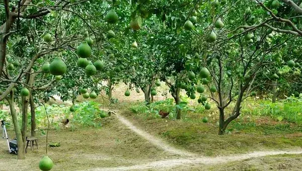 2018种柚子赚钱吗？柚子种植的利润与投资成本及前景预测