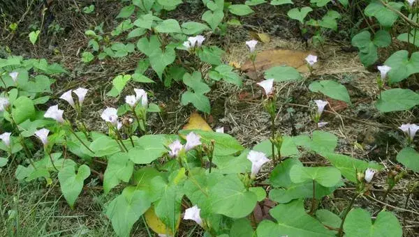 牵牛花怎么传播种子 牵牛花播种繁殖方法