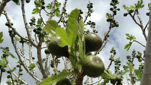 无花果种植技术