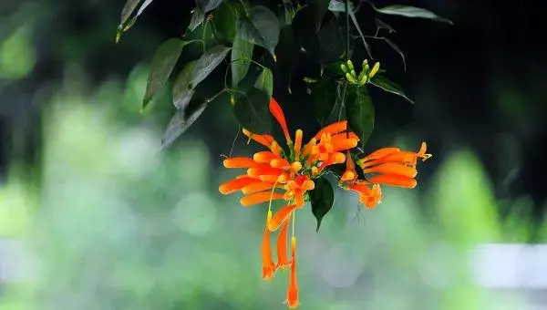 炮仗花怎么种 炮仗花种植方法与注意事项