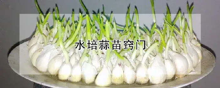 水培蒜苗窍门