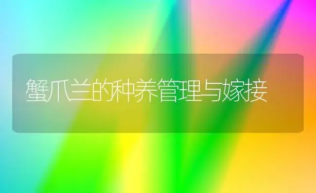 蟹爪兰的种养管理与嫁接 | 植物知识