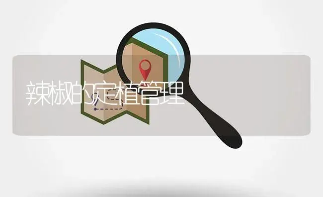 辣椒的定植管理 | 植物百科