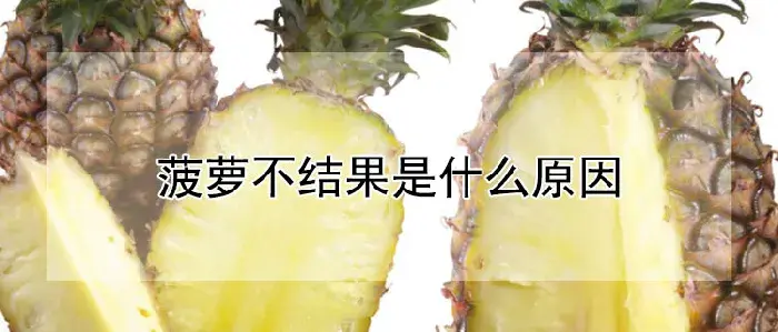 菠萝不结果是什么原因