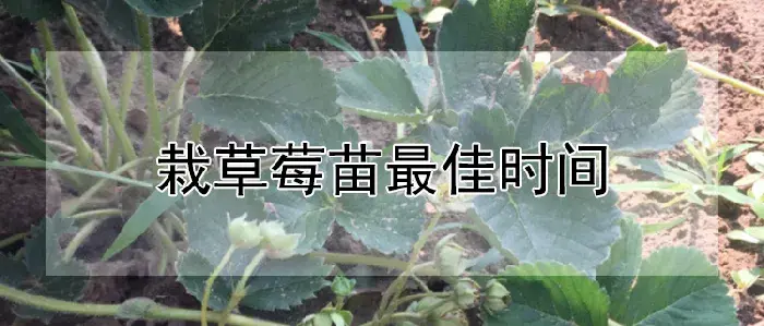 栽草莓苗最佳时间