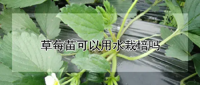 草莓苗可以用水栽培吗