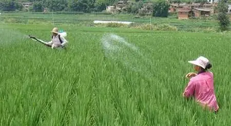 种水稻生长后期栽培要点