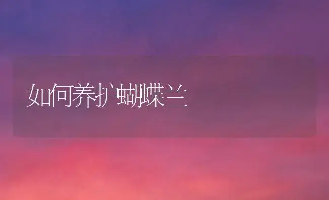 如何养护蝴蝶兰 | 植物知识