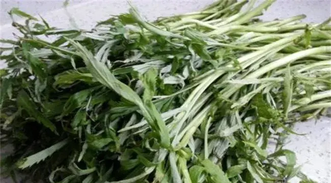 藜蒿的种植技术