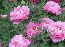 芍药基本简介